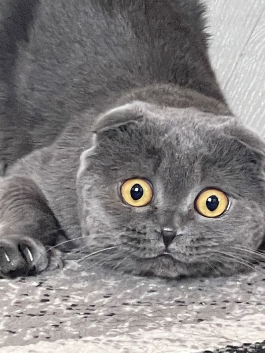 вязка вислоухого скотиш фолда!