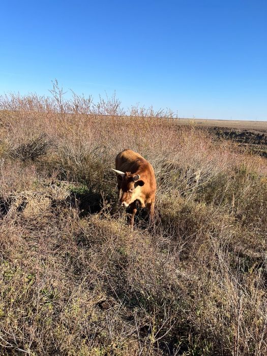 Бұқалар сатылады