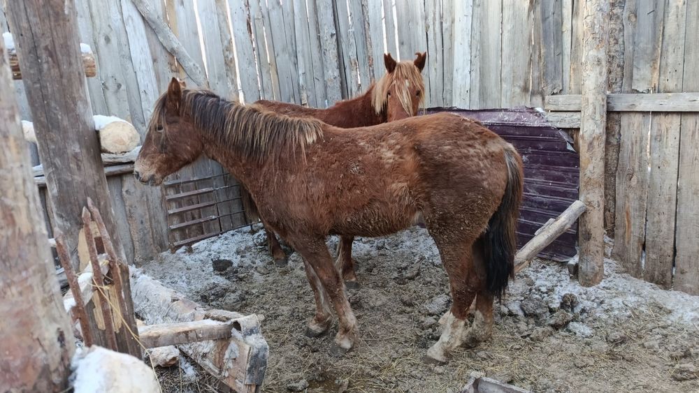 Продам два баитал