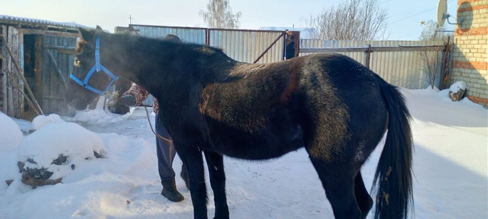 Продам кобылу обучена