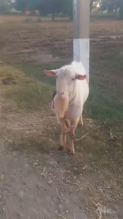 Avstraliya zotli oq taka erkak