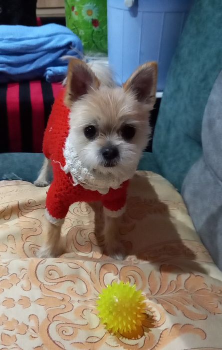 Передержка собак