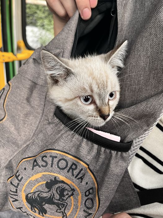 Tabby point cat Тайской породы