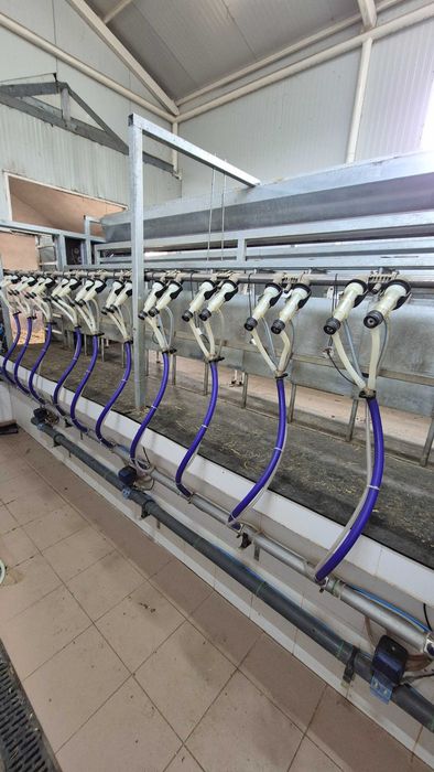 Vând 100 de capre Saanen gestante – instalație de muls și tanc de răcire