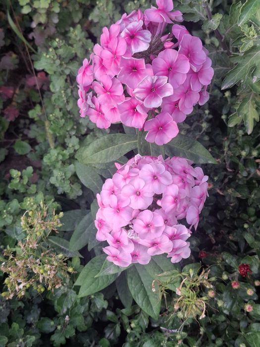 Продаю многолетние цветы