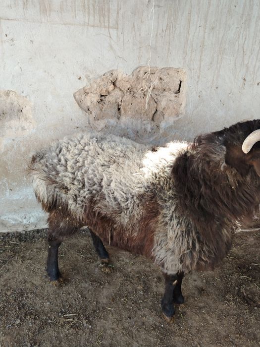 Кошкар сатылады,,,