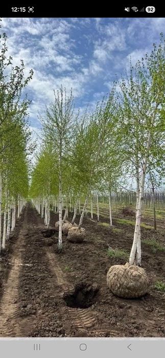 Amenajez spați verzi plante ornamentale mesteacăn tei