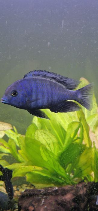 Продам Голубых Дельфинов