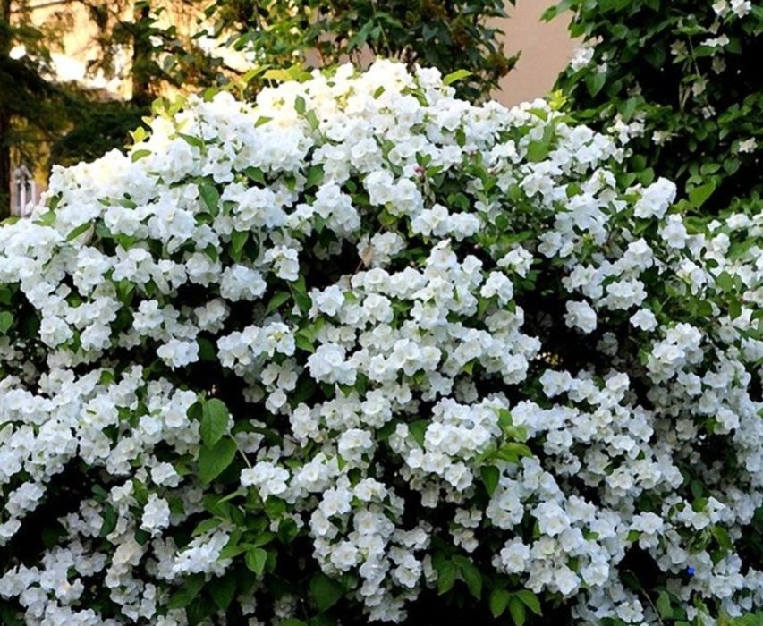 Цветы       цветы