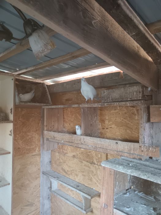 Porumbei voiajori albi