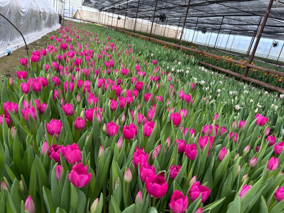 Тюлпаны оптом и в розницу