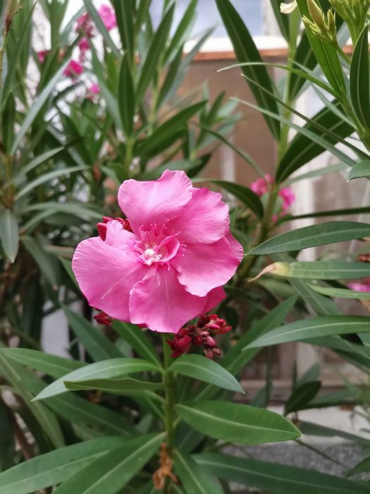 ПРОМОЦИЯ Зокум / Олеандър