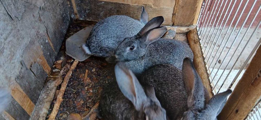 Кролики породистые (белый великан и шиншилла)