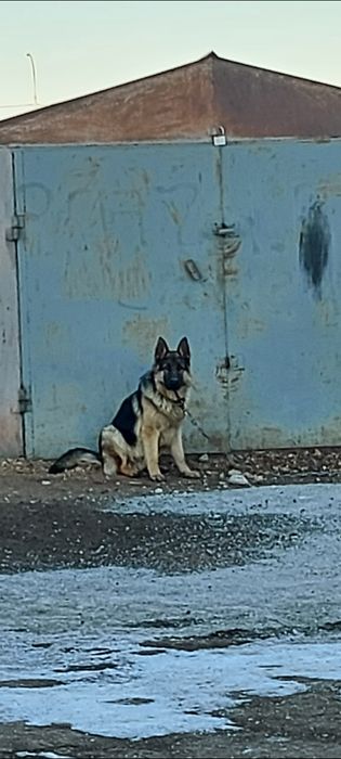 Продам немецкая овчарка кабель