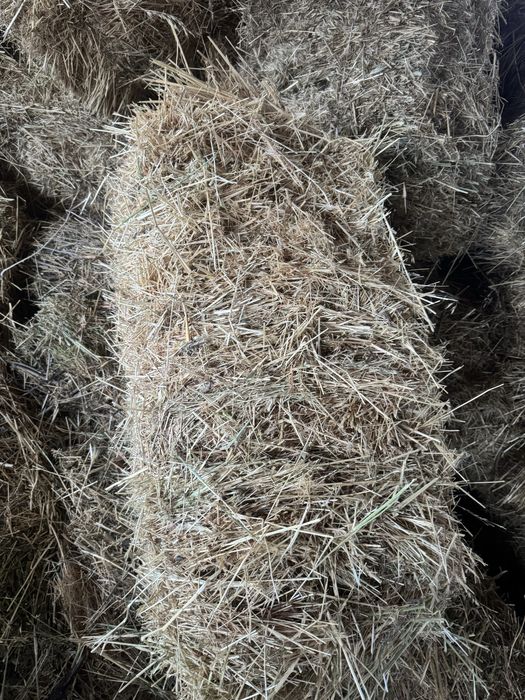 Биринши орак шоп бар