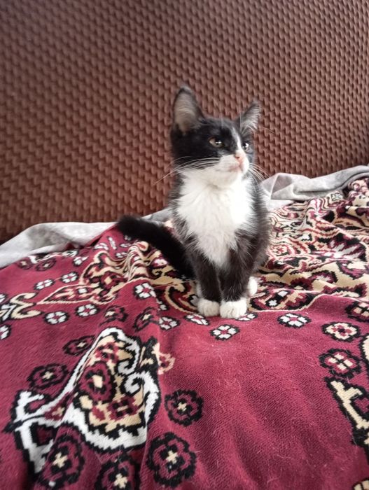 Котятам нужен дом.