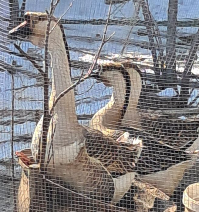 Гусята Тараз суточные.