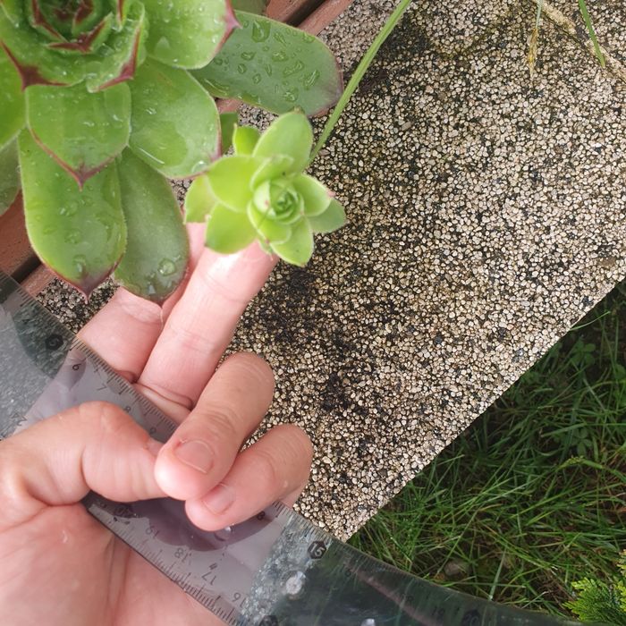 Plante Sempervivum Planta Urechelnita pentru marturi,aranjamente mese