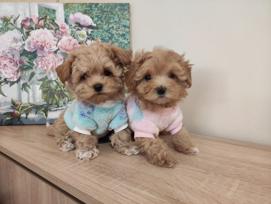 Малтипу Maltipoo Teacup/пудел Teddy. VIP ultra mini micro