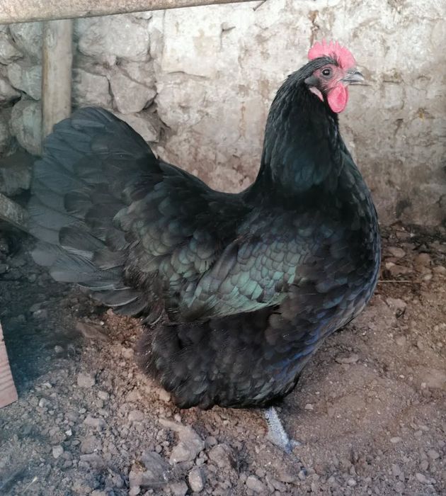 Тухум tuxum закасга йигиб берамиз АВСТРАЛОРП тозза зот