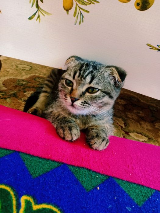 Шотланские кошка