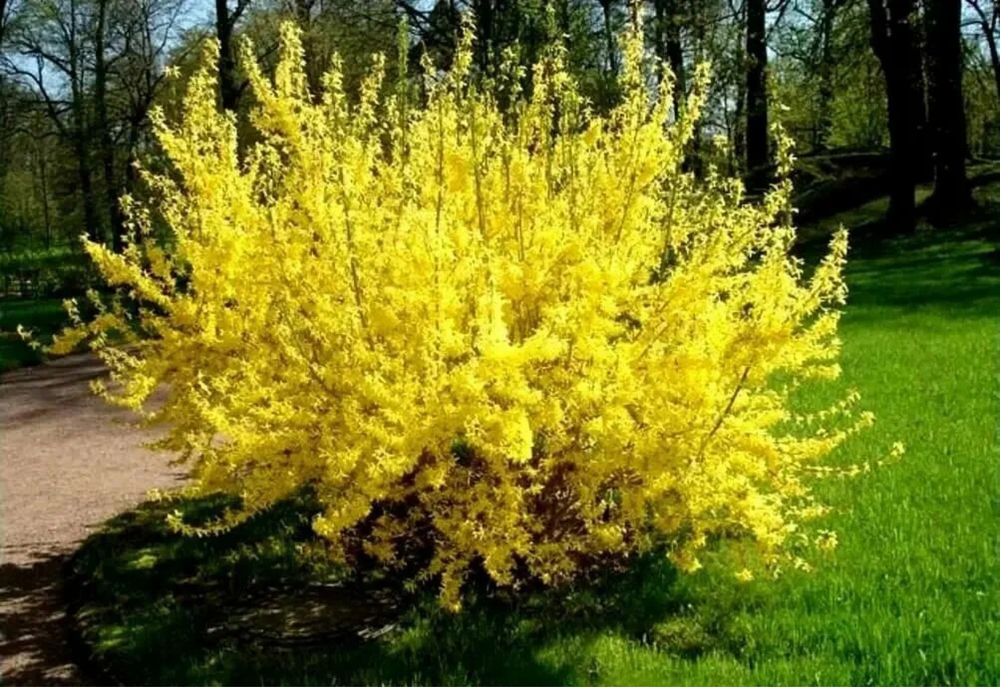 Форзиция, кустарник