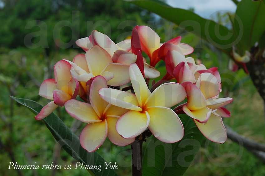 Planta Plumeria Frangipani Rubra