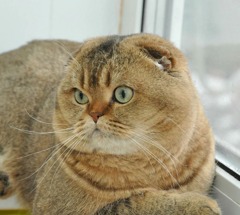 Вязка: Шотланский Скоттиш Фолд! Золотая шиншилла!