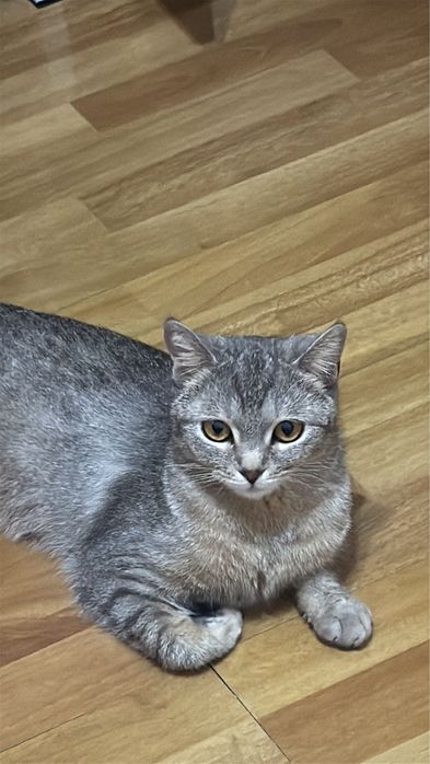 Кошка метис шотландская