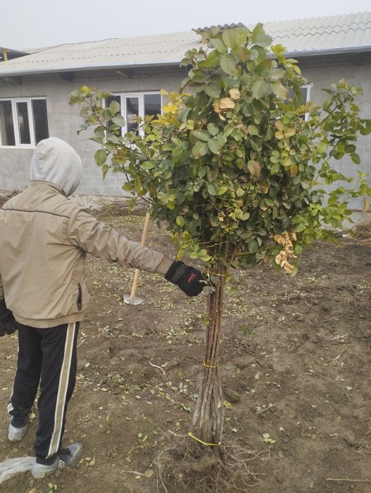 Штампвий гуллар сотилади