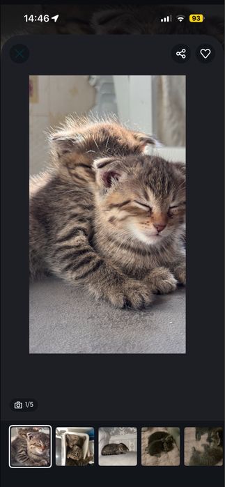 Продаются кошки