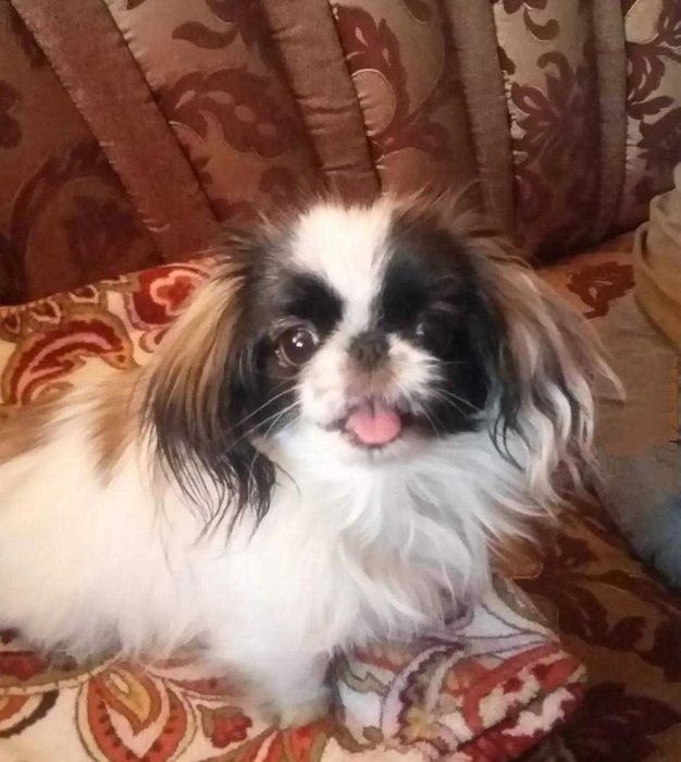 Отдам Пекинес щенок мальчик