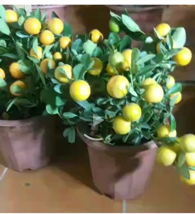 Цитрофортунеллу кисло сладкий мандарин