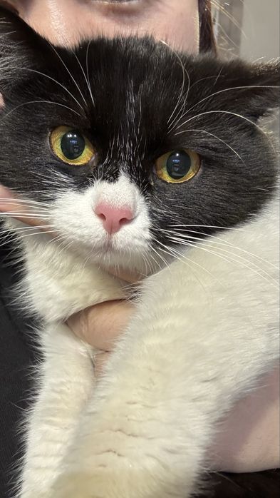 Вяскааа бесплатно