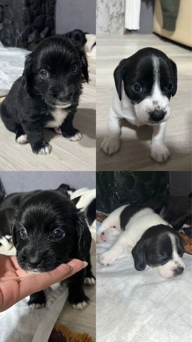 Щенки пародистые