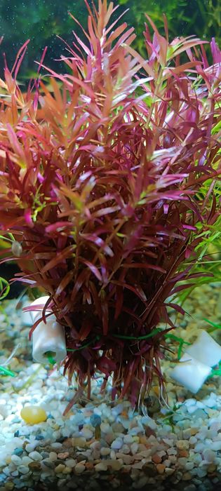 Rotala rotundifolia, plante acvariu
