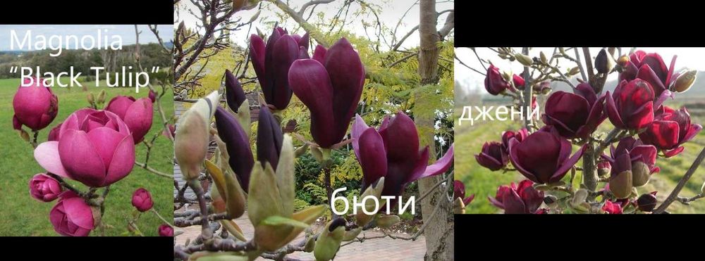 Магнолия - Magnolia НАЛИЧНИ 21 ВИДА Студоустoйчиви