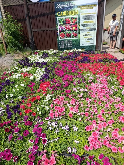 Рассада цветов петуния