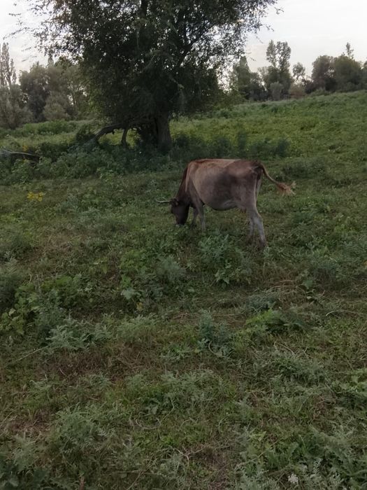 Продам корову…….