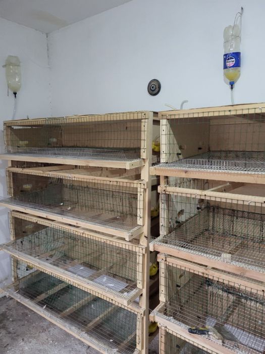 Клетки для разведения птиц ( цыплята , перепелки)
