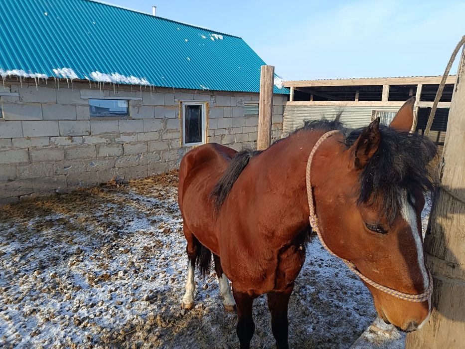 Айғыр сатамын Жібек Жолы