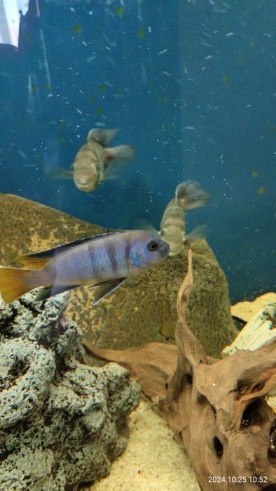 Аквариум с рыбками