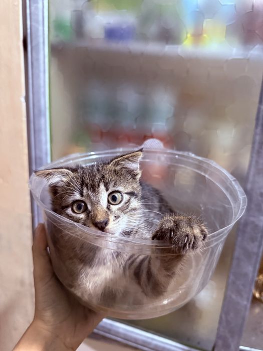 Кошка отдам в хорошие руки