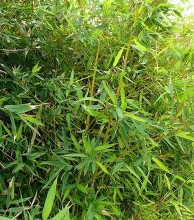 Бамбук тростинковый