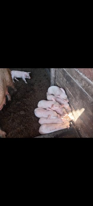 Продажа поросят (месяц)