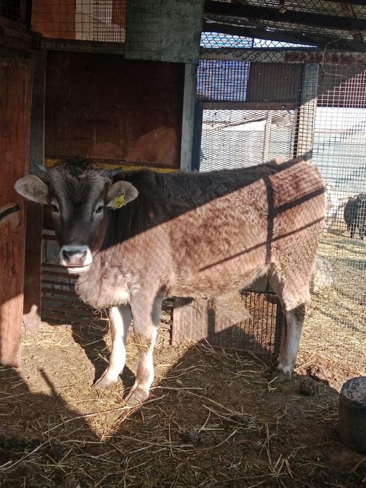 Продам тёлку 450 000