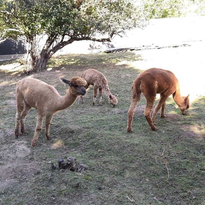 Vând Lamă Alpaca