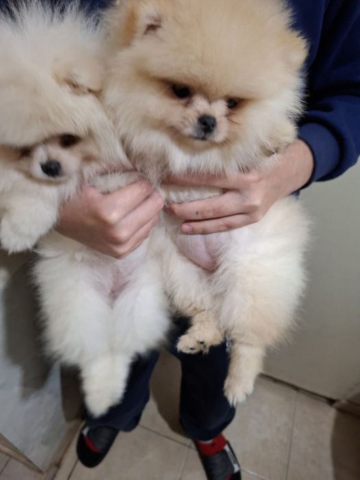 Померан малък шпиц момичета