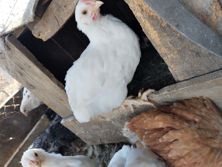 Цыплята,кохинхин/родонит