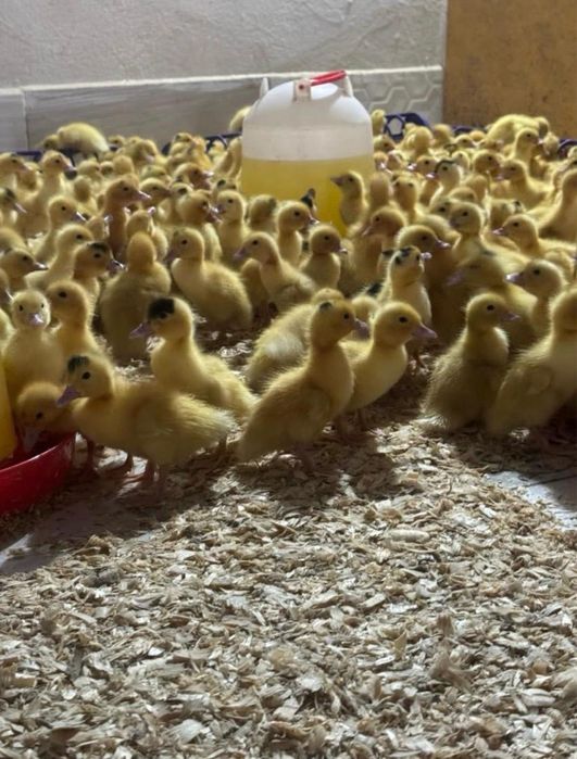 Рынок Улжан вся птица есть